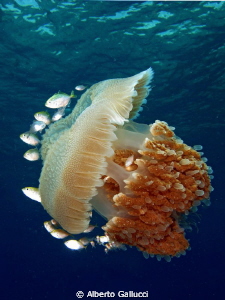 Indopacific jellyfish in Pemuteran, Bali by Alberto Gallucci 